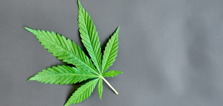 Washington State has passed legislation to prevent discrimination against job applicants who use marijuana