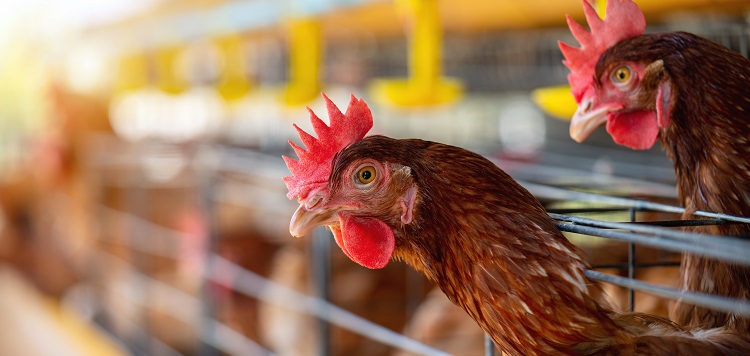 The Department of Labor obtained a $1.7 million judgment for unpaid wages during the Avian Flu outbreak