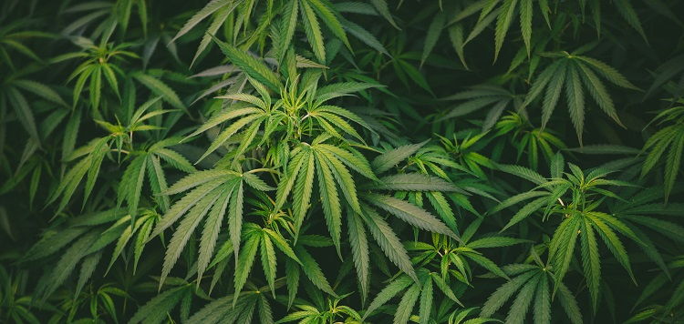 Navigating the Complexities of Marijuana Legalization: New York Employers, Drug Testing, and Workplace Policies