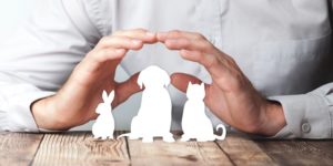 Pet Health Insurance Boom: North American Market Grows by 23.5% in 2022 Amid Economic Challenges