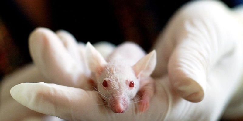 Phasing Out the Past: The Global Movement Towards Animal-Free Research and Testing