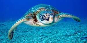 Engineering a Versatile Robotic Sea Turtle to Aid Conservation Efforts