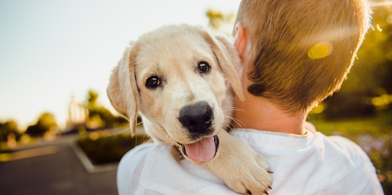 Revolutionizing Pet Care: Insurify Partners with Fletch to Launch Pet Insurance Quotes