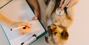 Lassie Raises €23m in Series B Funding Round Led by Balderton Capital, Revolutionizing the Pet Insurance Industry