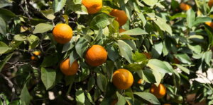 Advancements in Citrus Fruit Color Analysis: Enhancing Quality and Harvest Timing