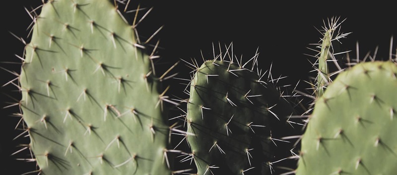 CACTUS Ransomware Exploits Qlik Sense Flaws: Understanding the Evolving Ransomware Landscape