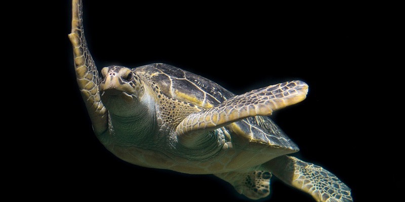 The Emergence of Turtle Ransomware: A Potential Threat for macOS