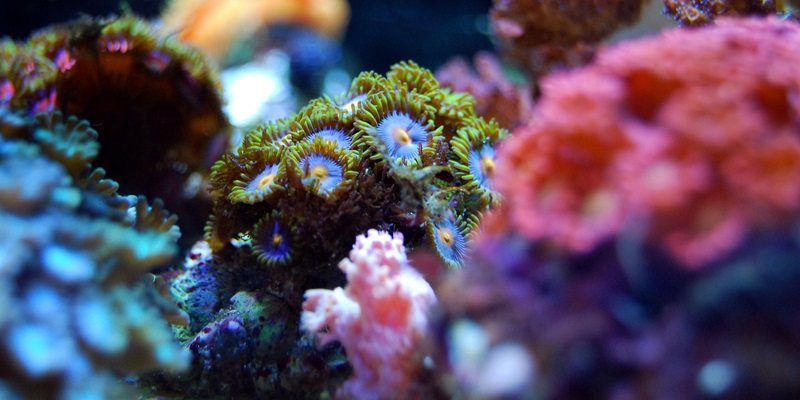 How Is WTW’s Parametric Policy Protecting Fiji’s Coral Reefs?