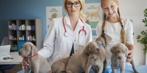 How Will Chubb’s Acquisition of Healthy Paws Shape Pet Insurance?