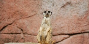 Is China’s Muddling Meerkat the New Cyber Menace?