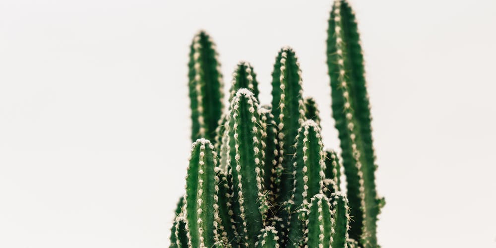 How Can Businesses Protect QlikSense Servers from Cactus Ransomware?