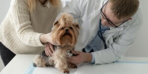 Trupanion Expands Pet Insurance Services to Germany and Switzerland