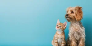 Transforming Pet Care: The Rise of Convenient Online Pet Insurance