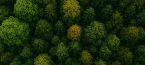 Can AI and Drones Decode the Secret Language of Forests?